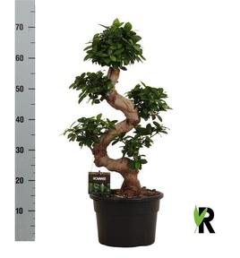 Ficus microcarpa Ginseng
