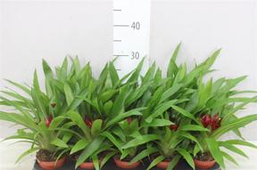 Guzmania Sky