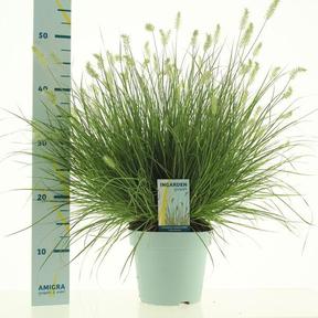 Pennisetum alopecuroides Little Bunny
