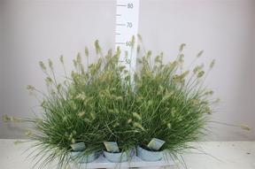 Pennisetum alopecuroides Little Bunny