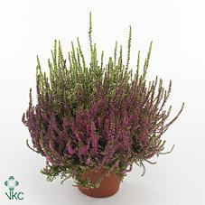 Calluna vulgaris Trio