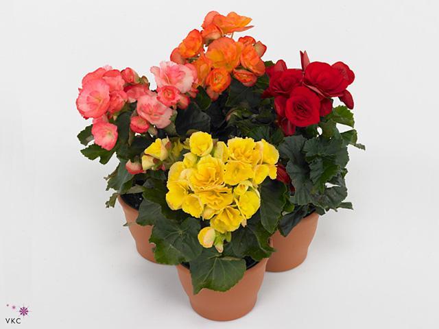 Begonia elatior mix