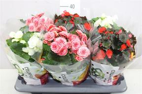Begonia elatior mix
