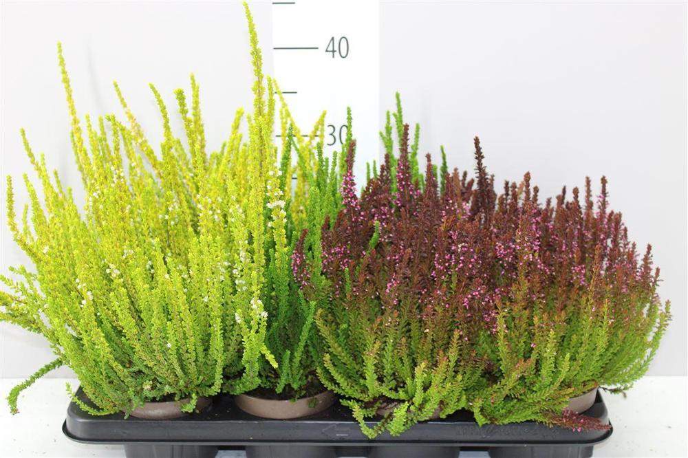 Calluna Sunset