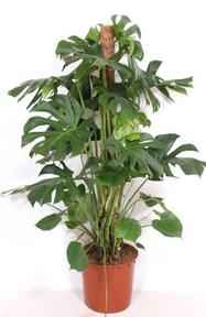 Monstera deliciosa