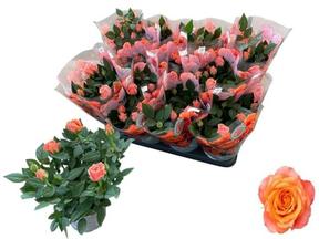 Rosa Aloha orange