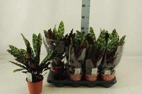 Calathea Lancifolia