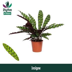 Calathea Lancifolia