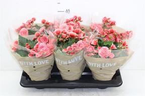 Begonia elatior Borias