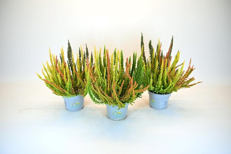 Calluna Skyline Trio