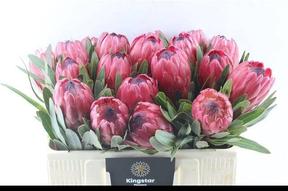 Protea red ice