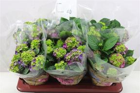 Hydrangea Nimbo Purple 6+