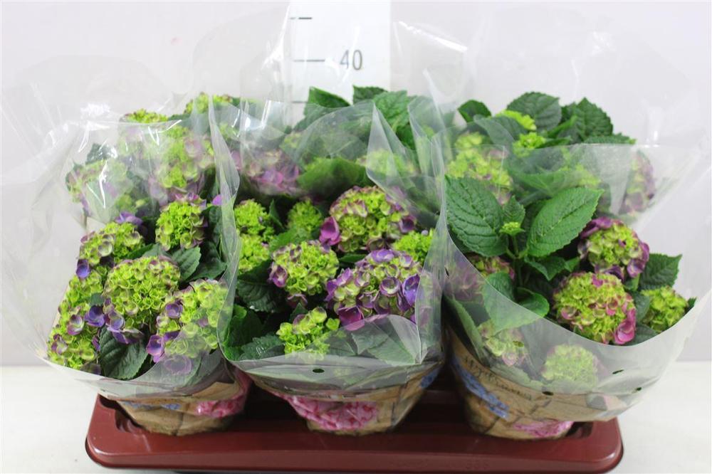 Hydrangea Nimbo Purple 6+