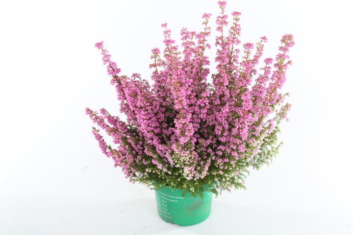 Erica gracilis Beauty Queen