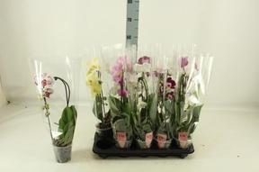 Phalaenopsis Cascade mix 1tak