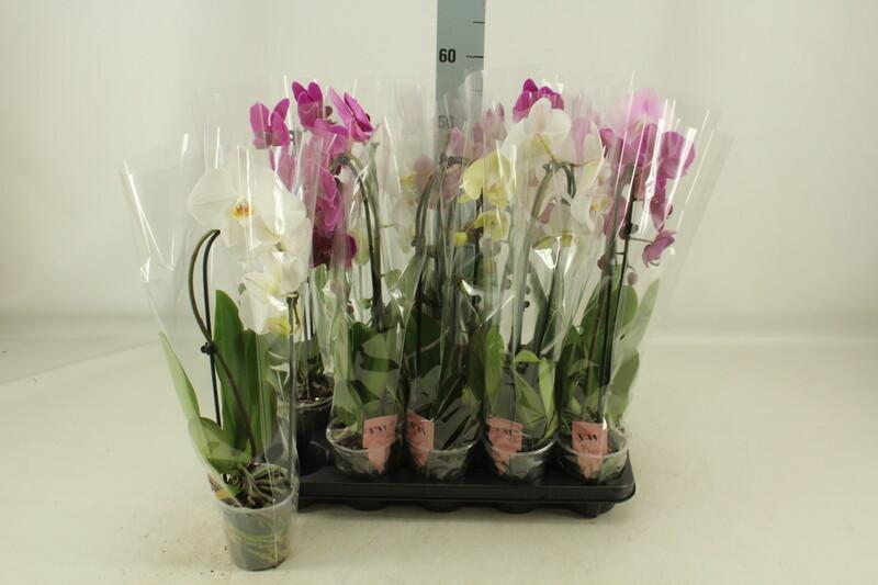 Phalaenopsis Cascade mix 1tak