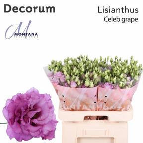 Eustoma du celeb grape