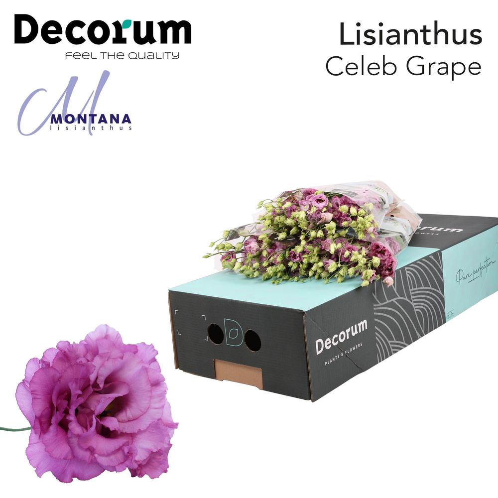 Eustoma du celeb grape