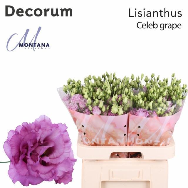 Eustoma du celeb grape