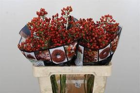 Rosa bottel rosefruits