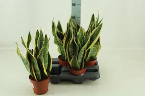 Sansevieria Futura Superba