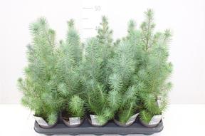 Pinus Silvercrest