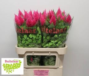 Celosia plum sunday bright pink
