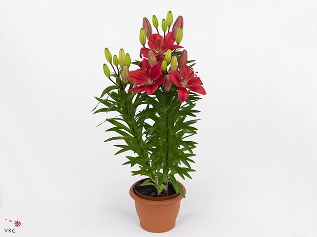 Lilium Entertainer