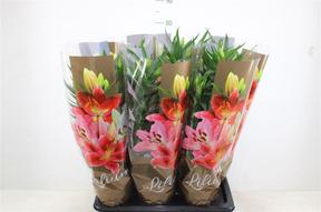 Lilium Entertainer