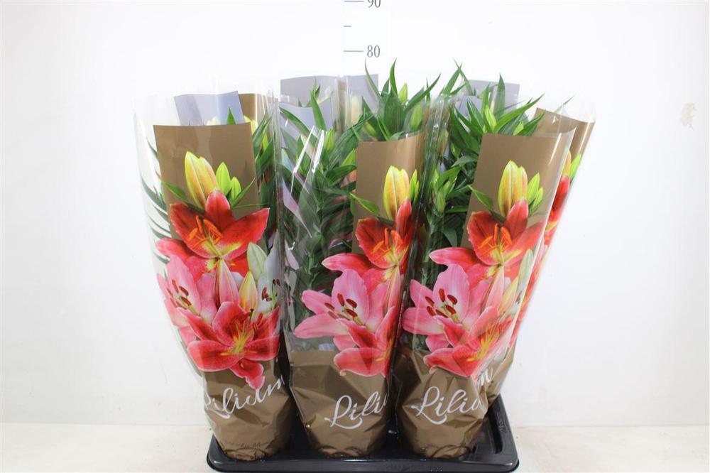 Lilium Entertainer