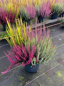Calluna Garden Girl Quattro