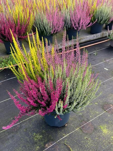 Calluna Garden Girl Quattro