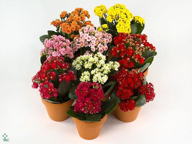 Kalanchoe Calandiva miska