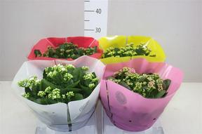 Kalanchoe Calandiva miska