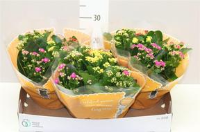 Kalanchoe Calandiva miska