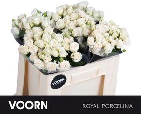 Rosa tr royal porcelina