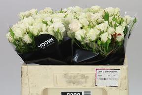 Rosa tr royal porcelina