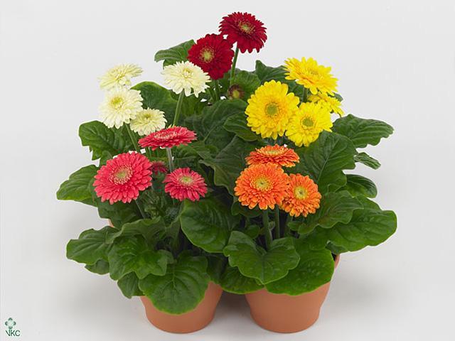 Gerbera mix 2+