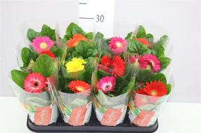 Gerbera mix 2+