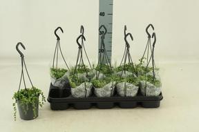 Senecio rowleyanus