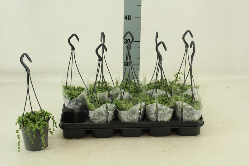 Senecio rowleyanus
