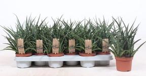 Sansevieria Fernwood Punk
