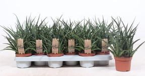Sansevieria Fernwood Punk