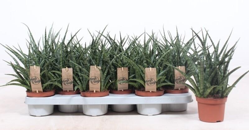 Sansevieria Fernwood Punk