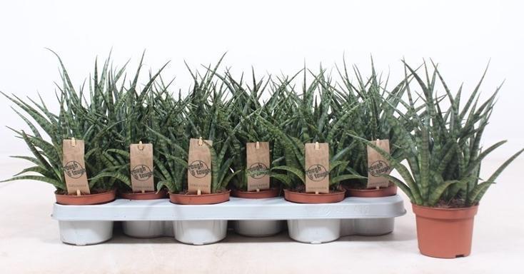 Sansevieria Fernwood Punk