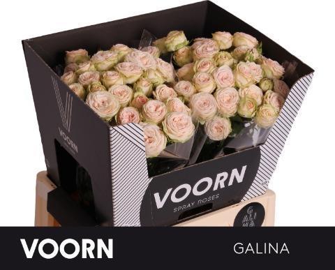 Rosa tr galina