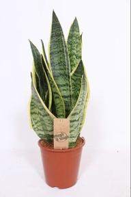 Sansevieria Futura Superba