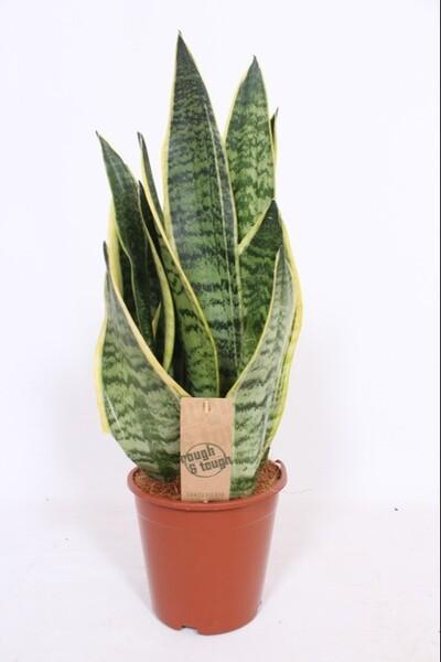 Sansevieria Futura Superba