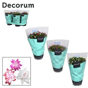 Schlumbergera mix