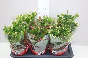 Schlumbergera mix